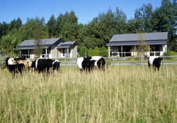 See the farm animals at our country cottages accommodation Te Anau