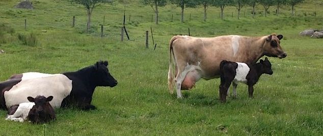 Blue Mountain Cottages cattle